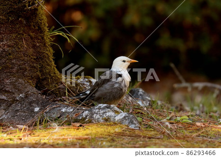 白頰椋鳥尋找食物和盯著某事 86293466