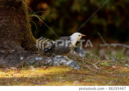 白頰椋鳥尋找食物和盯著某事 86293467