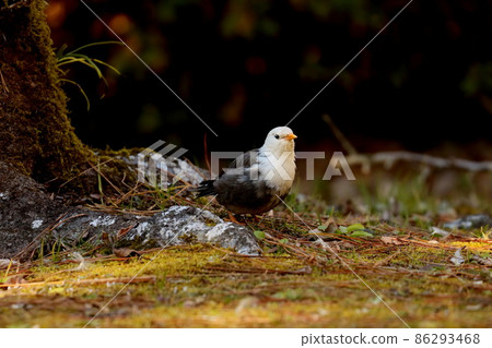 白頰椋鳥尋找食物和盯著某事 86293468