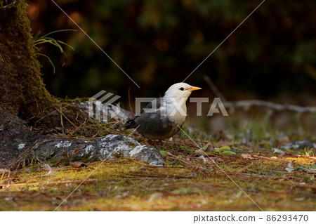 White-cheeked starling looking for food and staring at something 86293470