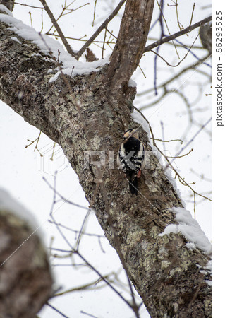 Great spotted woodpecker _ Red woodpecker _ Woodpecker _ Woodpecker 86293525