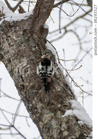 Great spotted woodpecker _ Red woodpecker _ Woodpecker _ Woodpecker 86293527