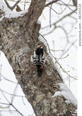 Great spotted woodpecker _ Red woodpecker _ Woodpecker _ Woodpecker 86293528