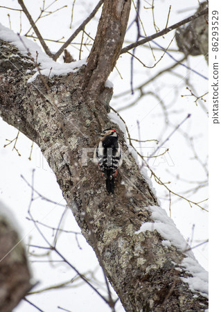 大斑啄木鳥_紅啄木鳥_啄木鳥_啄木鳥 大斑啄木鳥_紅啄木鳥_啄木鳥_啄木鳥 86293529