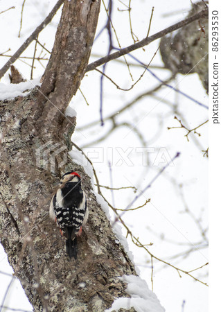 大斑啄木鳥_紅啄木鳥_啄木鳥_啄木鳥 86293530
