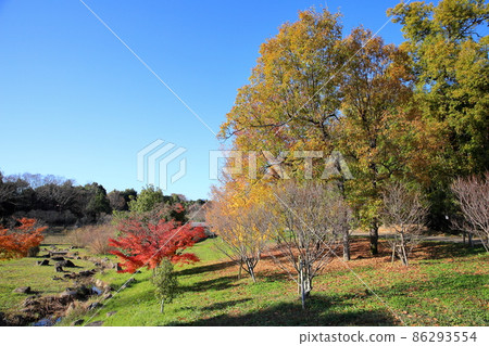 Autumn park colored leaves of oak 86293554