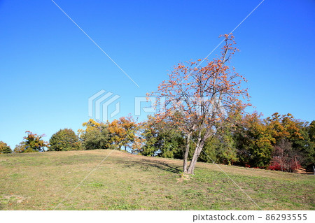 Autumn park Persimmon tree Autumn park Persimmon tree 86293555