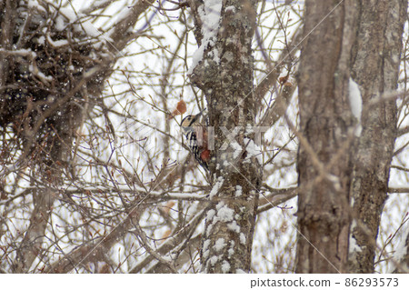 白背啄木鳥_大紅啄木鳥_啄木鳥_啄木鳥 86293573