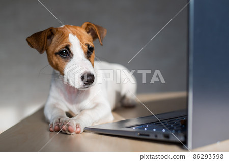 The thoroughbred dog lies on a desktop. Sad shorthair puppy Jack Russell Terrier works at a laptop. 86293598