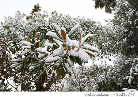 Snow on magnolia magnolia 86293777