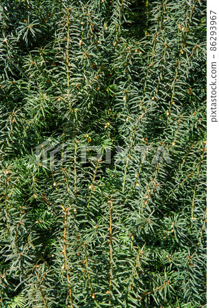 Branches of yew Taxus baccata Branches of yew Taxus baccata 86293967