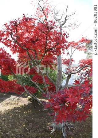 Autumn leaves Autumn leaves 86293981