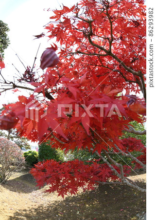 Autumn leaves Autumn leaves 86293982