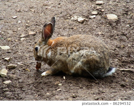 Rabbit to eat food Rabbit to eat food 86294532