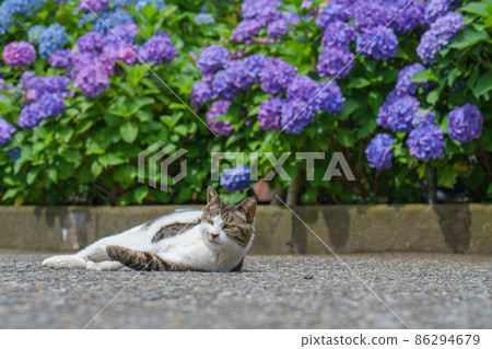 Hakusan Shrine, Tokyo Hydrangea and cats - Stock Photo [86294679] - PIXTA