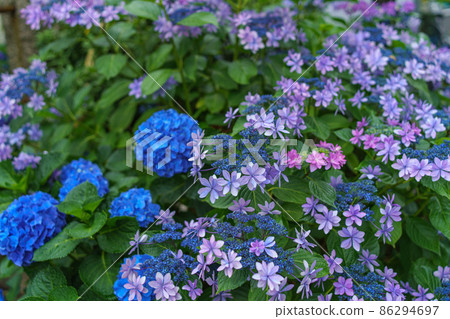 白山神社繡球花，東京 86294697