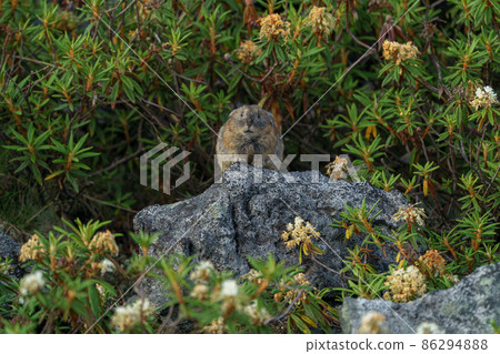 Hokkaido Ezonaki Rabbit 86294888