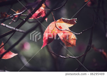 maple leaf, withered, red maple, a piece, maple, evening 86295489