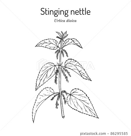 Stinging nettle, Urtica dioica, medicinal plant 86295585