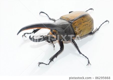 Hercules Beetle Hercules Hercules White Background 86295668