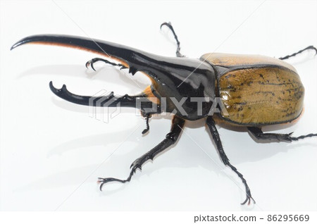 Hercules Beetle Hercules Hercules White Background 86295669