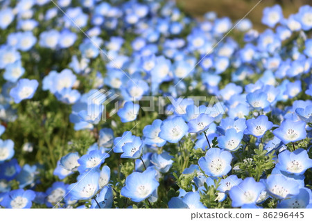 一朵像藍色小星星一樣的花 86296445