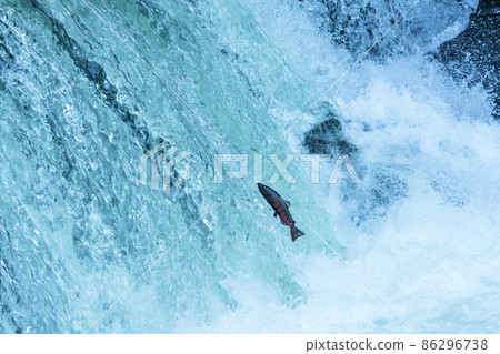 Trout run-up (Sakura Falls, Kiyosato-cho, Hokkaido) 86296738