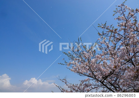 Cherry blossoms fluttering in the wind 86296803