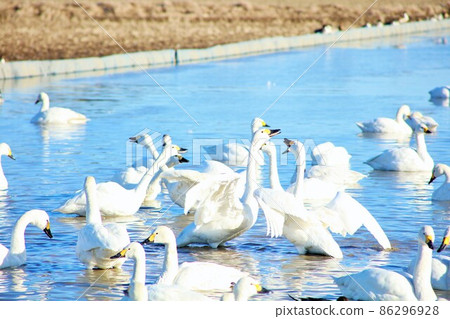 千葉縣印西市天鵝村 86296928
