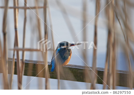 手賀沼湖野鳥冬季翠鳥 86297550