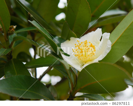 Thai one camellia 1 86297811