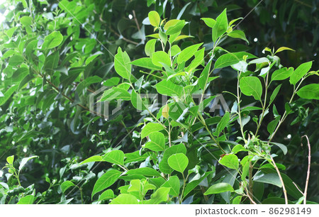 Park scenery with beautiful fresh green leaves 86298149