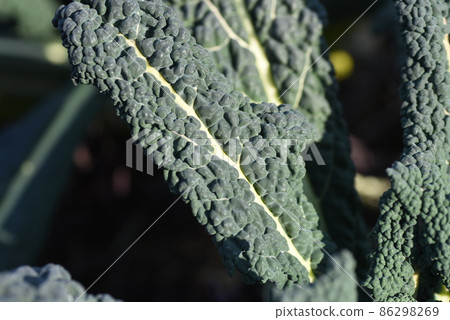 Lacinato 羽衣甘藍意大利蔬菜黑捲心菜 86298269