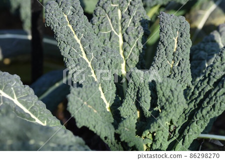 Lacinato kale Italian vegetables black cabbage Lacinato kale Italian vegetables black cabbage 86298270