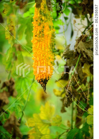Ripe bitter gourd Ripe bitter gourd 86298697