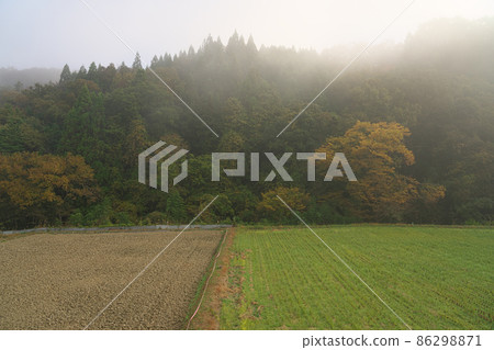 岡山縣伊原市美精町 1 被晨霧包圍的紅葉林 岡山縣伊原市美精町 1 被晨霧包圍的紅葉林 86298871