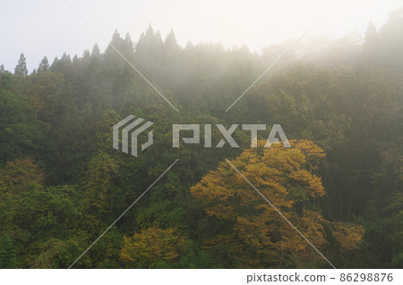 被晨霧包圍的紅葉林岡山縣伊原市美精町3 被晨霧包圍的紅葉林岡山縣伊原市美精町3 86298876