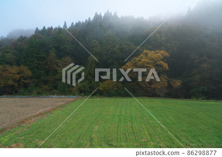 岡山縣伊原市美精町 4 被晨霧包圍的紅葉林 岡山縣伊原市美精町 4 被晨霧包圍的紅葉林 86298877