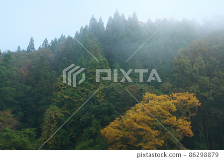 岡山縣伊原市美精町 5 被晨霧包圍的紅葉林 岡山縣伊原市美精町 5 被晨霧包圍的紅葉林 86298879