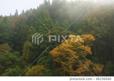 岡山縣伊原市美精町 6 被晨霧包圍的紅葉林 岡山縣伊原市美精町 6 被晨霧包圍的紅葉林 86298880