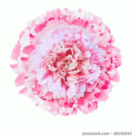 Pink peony flower on white isolated background with clipping path. Closeup. For design. Nature. Pink peony flower on white isolated background with clipping path. Closeup. For design. Nature. 86298885
