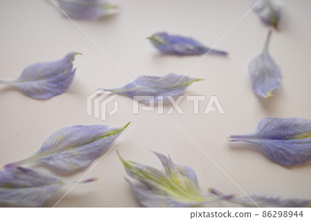 Scattered blue petals 86298944