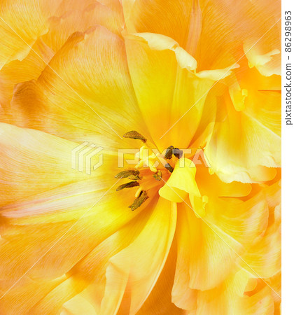 Yellow tulip. Floral background. Closeup. Nature. Yellow tulip. Floral background. Closeup. Nature. 86298963