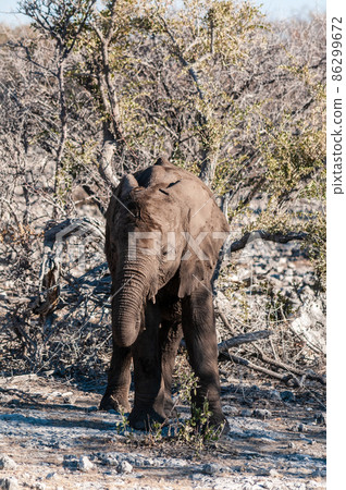 Closeup of a young african Elephant 86299672