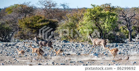 Kudus and Impalas running around a waterhole 86299692