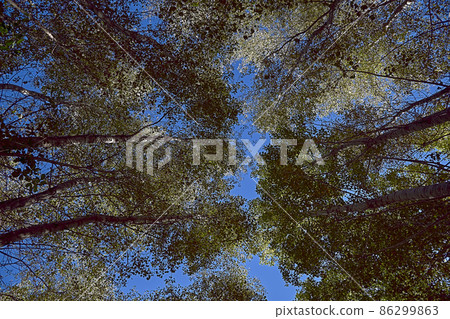 Set of large trees seen from below Set of large trees seen from below 86299863