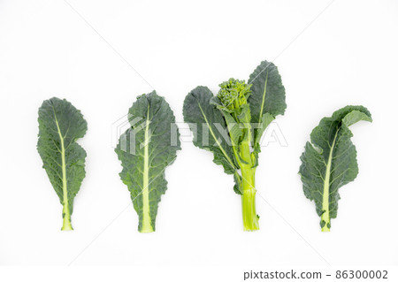 西蘭花和羽衣甘藍穿越阿萊塔 西蘭花和羽衣甘藍穿越阿萊塔 86300002