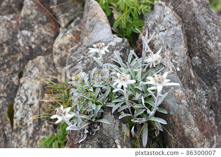 Hayaike Mineyama的Hayaike雪峰 Hayaike Mineyama的Hayaike雪峰 86300007