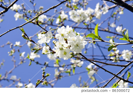blossoms on cherry-tree branches blossoms on cherry-tree branches 86300072