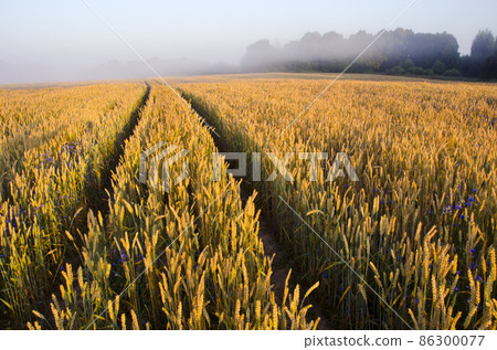 summer end  wheats field and mist 86300077
